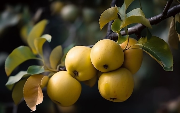 A bunch of apples on a tree with a leaf that says apple on it