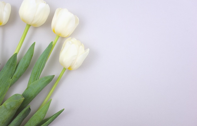 Bunch of arranged elegant white tulips on neutral gray abstract background