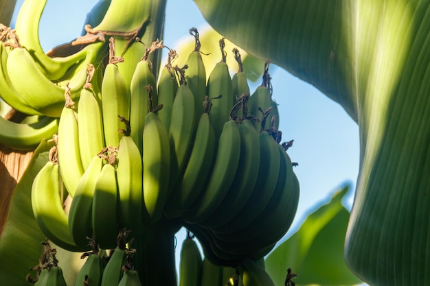 Bunch of bananas growing on banana tree