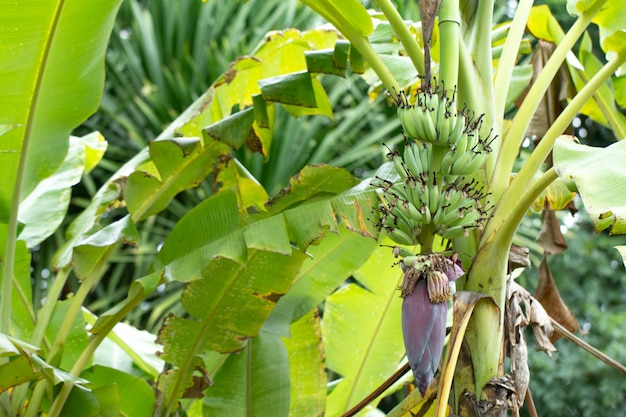 Bunch of bananas on tree