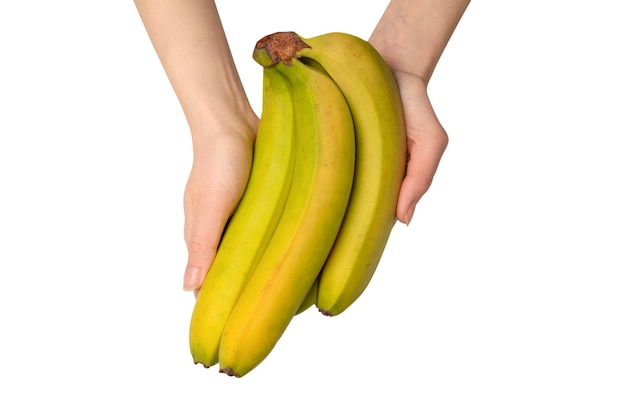 A bunch of bananas in woman hand isolated on white background