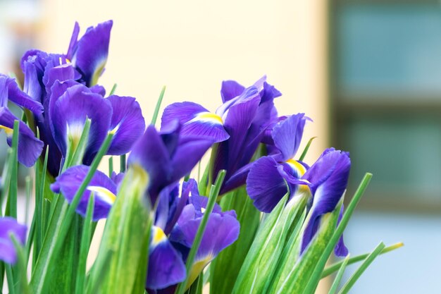 Bunch of beautiful blue flowers