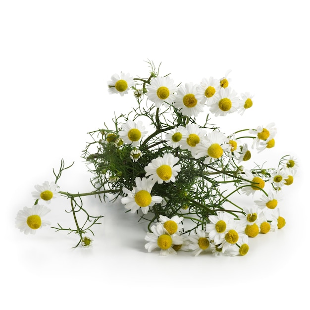 Bunch of beautiful fresh chamomile flowers on white background