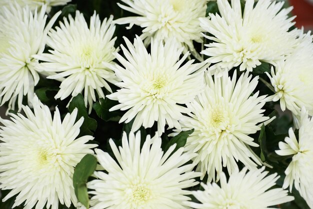 Photo bunch of beautiful white chrysanthemums