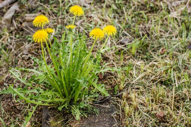 Bunch beautiful yellow flowers of dandelion taraxacum officinale growing on an old rotten sleepers