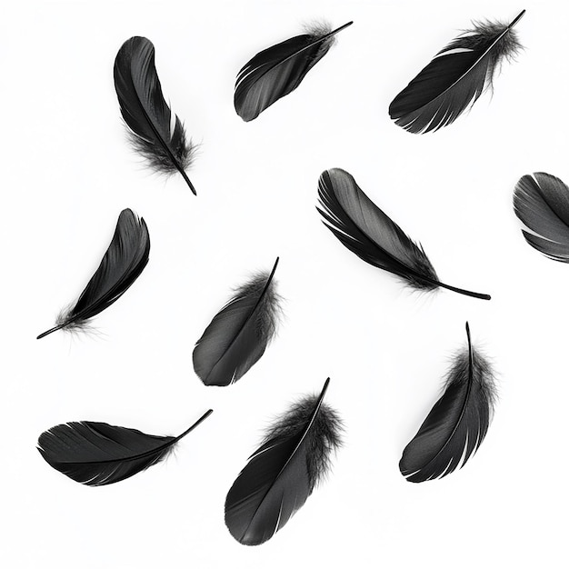 a bunch of black feathers are shown with a white background