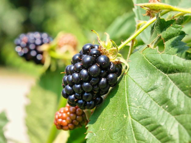 A bunch of blackberries on a branch with one that says blackberry.