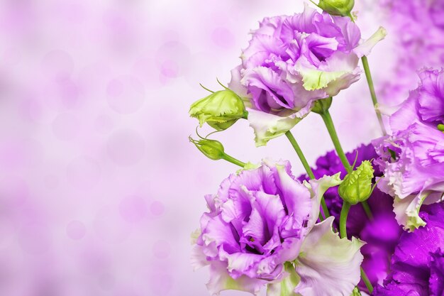 Bunch of blooming eustoma flowers on a blurry backdrop with a lights bokeh