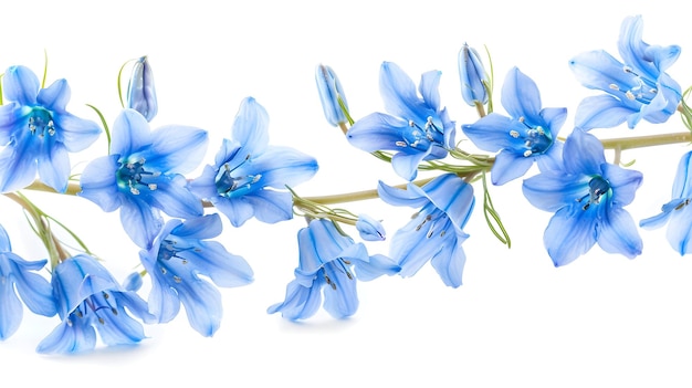 a bunch of blue flowers that are on a white background