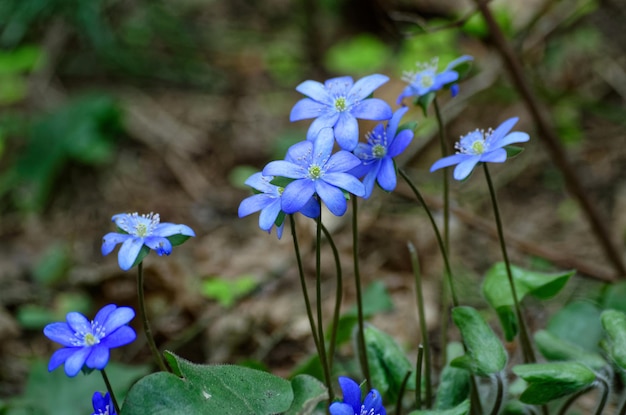 Photo a bunch of blue flowers with the word forget - me - not on the bottom