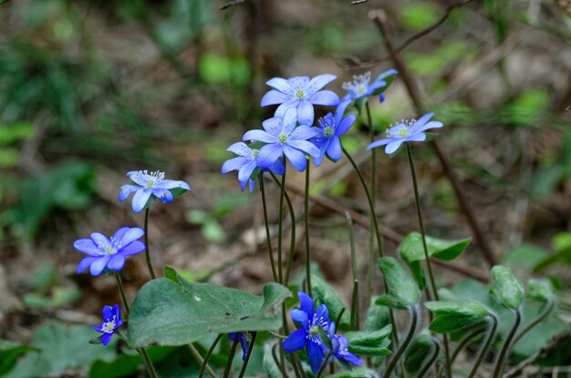 A bunch of blue flowers with the word forget - me - not on the bottom.