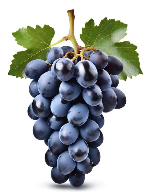 A bunch of blue grapes with a leaf isolated on a white background closeup