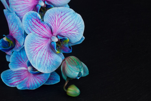 Bunch of blue  orchids  on  black background