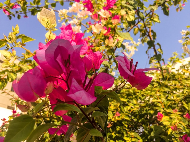 A bunch of bougainvillea flowers are seen in front of a blue sky.