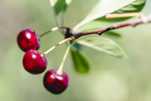 A bunch of bright red ripe cherries hanging on a branch of a cherry tree