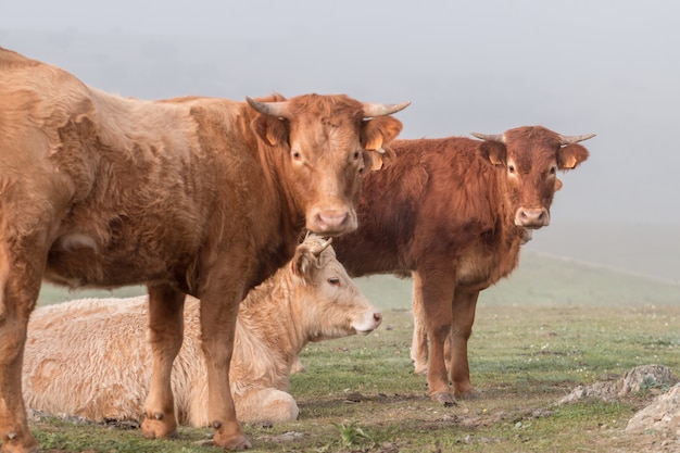 Bunch of brown cows