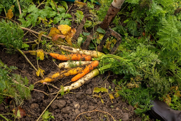 Bunch of carrots of different colors harvested from an organic vegetable garden