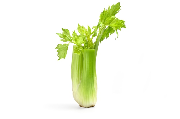 Bunch of celery sticks isolated on white cutout.