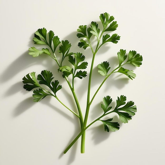 a bunch of celery that is on a white surface