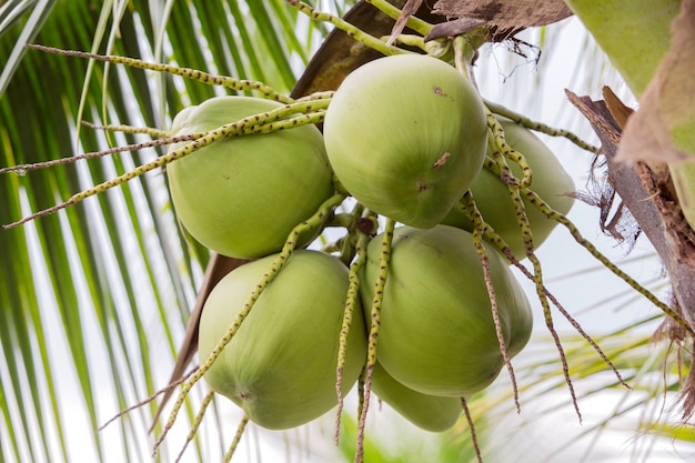 Bunch of coconuts