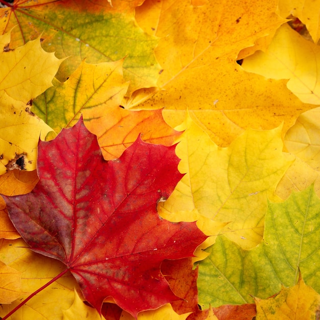 A bunch of colorful leaves of marple yellow red green orange. Flat lay. Autumn concept