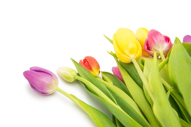 A bunch of colorful tulips isolated on white background. Taken in Studio with a 5D mark III.