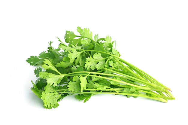 Bunch of coriander leaves isolated on white surface