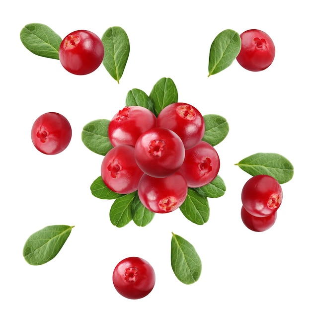 Bunch of cowberry, isolated on a white background, top view.