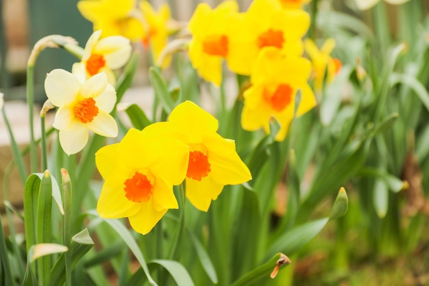 A bunch of daffodils with the orange center in the middle