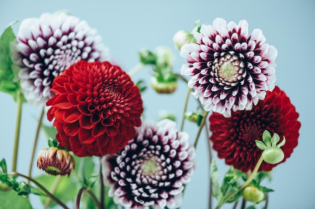 Bunch of dahlias