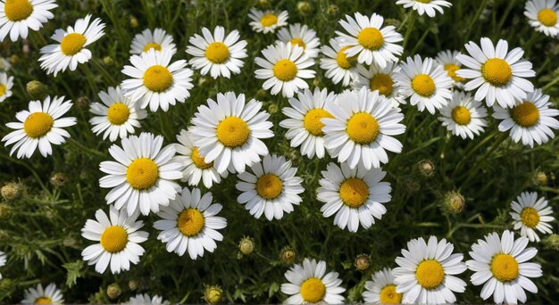 Photo a bunch of daisies are in a field of grass