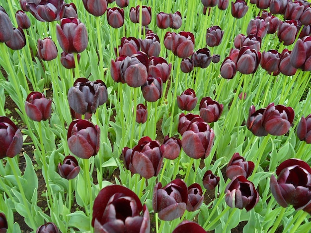 Bunch of Dark Purple Blooming Tulip Flowers in the Green Field