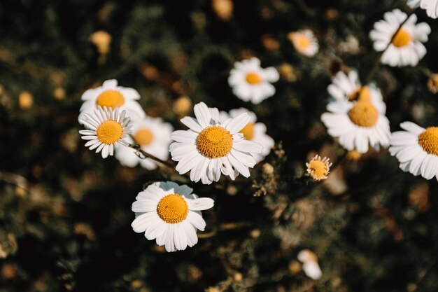 Bunch of daysies from above