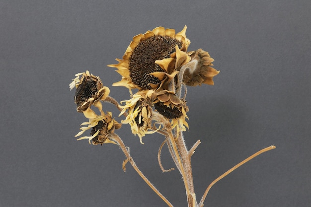 A bunch of dead sunflowers are shown with the word sunflower on it.