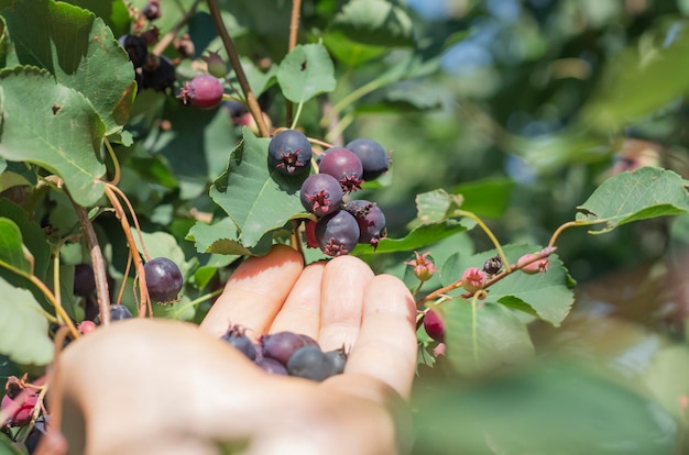 A bunch of delicious black fruits on an irga tree and picking berries in the palm of a woman shadberry