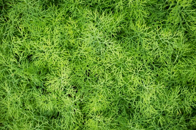 Bunch of dill for background use