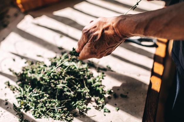 Bunch of dried medicinal herbs in human hands