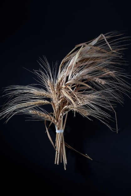 A bunch of ears of wheat on a black background