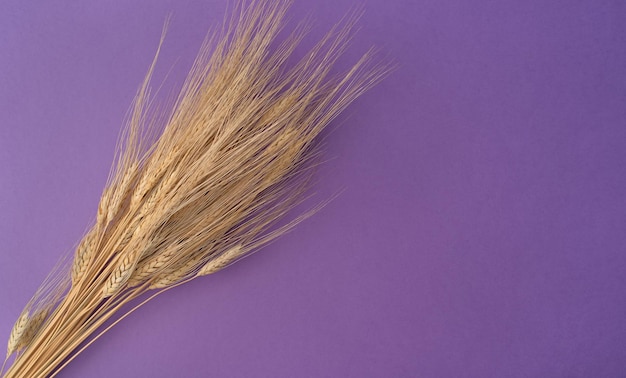 A bunch of ears of wheat on a purple background. Flat lay, top view.