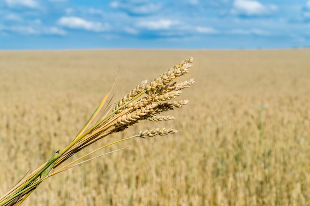 Bunch of ears of wheat in a wheat field