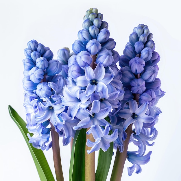 a bunch of flowers that are blue