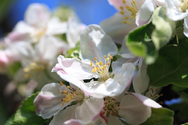 A bunch of flowers on a tree in the garden