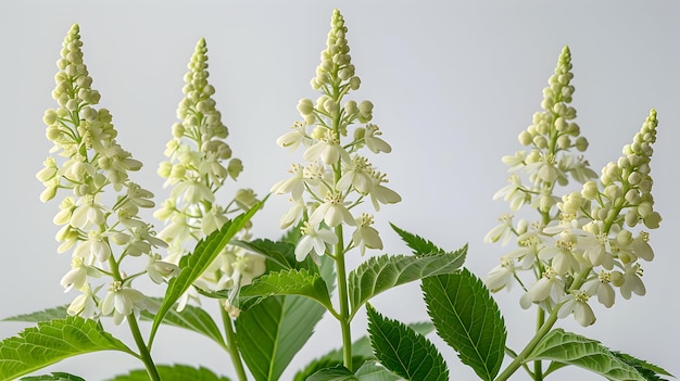 a bunch of flowers with the white flowers in the background