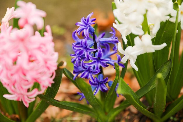 Photo a bunch of flowers with the word hyacinth on the side