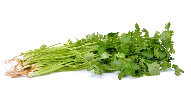 Bunch of fresh coriander leaves on white