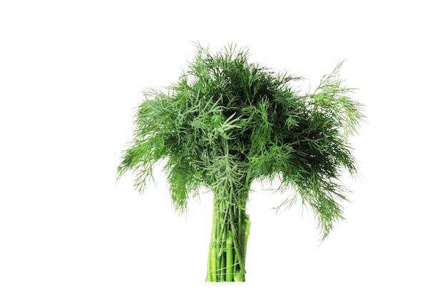 Bunch of fresh dill isolated on white background