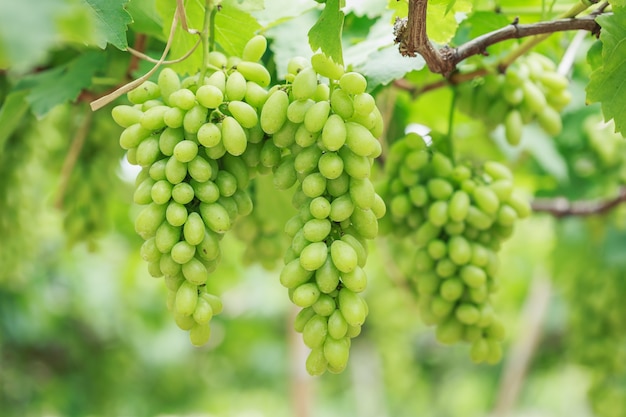 Bunch of fresh green grapes in vineyard