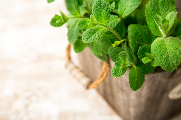 Bunch of Fresh green organic mint leaf on wooden table closeup. Selective focus. Mint.