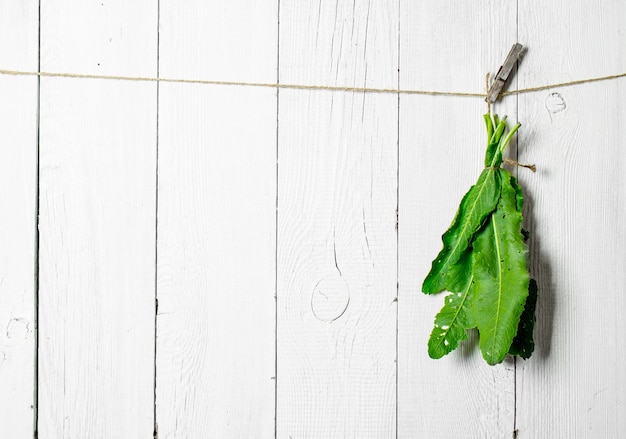 Bunch of fresh herbs on a string. On white wooden wall.