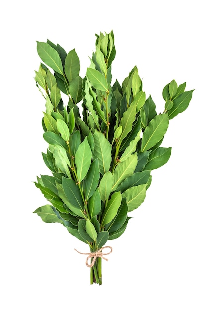 A bunch of fresh laurel branches isolated on a white background closeup